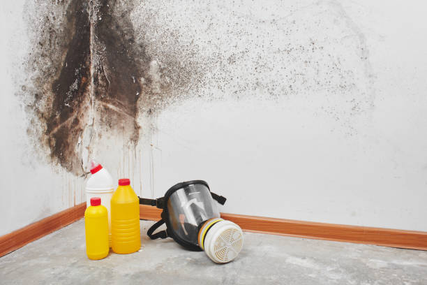 Best Mold Cleaning Services  in China, TX