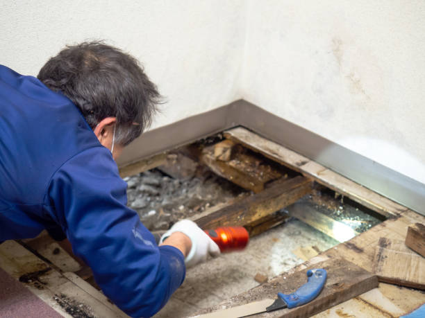 Best Mold Inspection  in China, TX