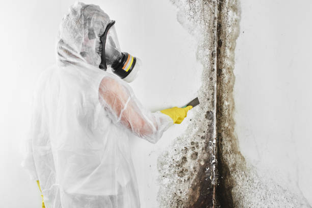 Best Commercial Mold Removal  in China, TX