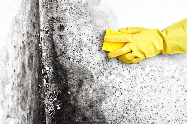 Best Black Mold Removal  in China, TX