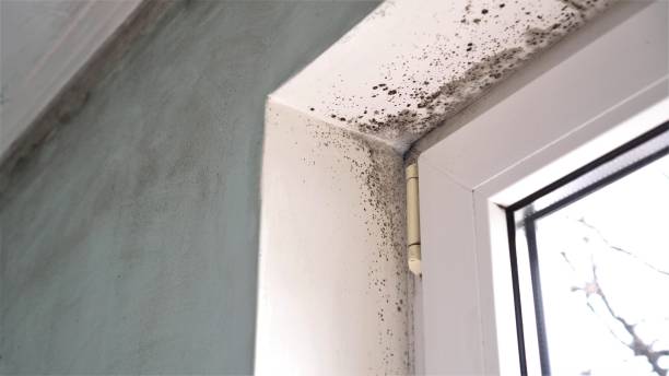  China, TX Mold Removal Pros