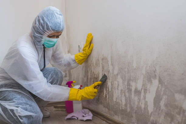 Reliable China, TX Mold Removal Solutions