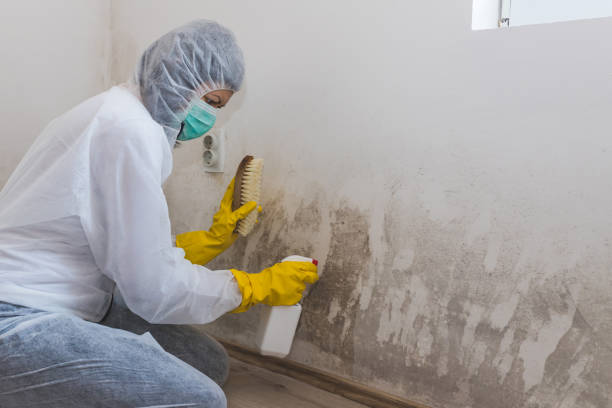 Best Emergency Mold Removal  in China, TX