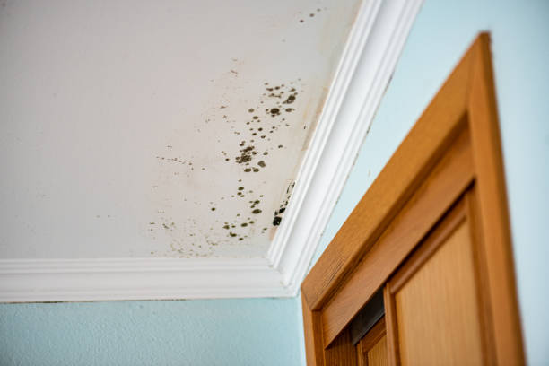 Best Residential Mold Removal  in China, TX