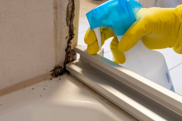 Best Black Mold Removal  in China, TX