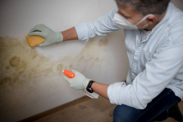 Best Mold Damage Repair  in China, TX