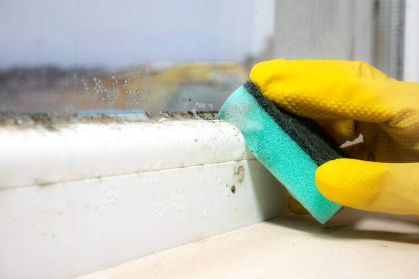 Best Office Mold Removal Services  in China, TX