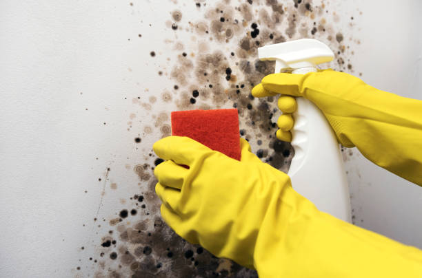 Best Commercial Mold Removal  in China, TX