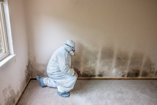 Best Affordable Mold Removal  in China, TX